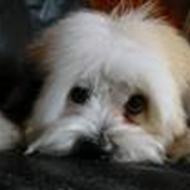 elsker bar hunde <3 <