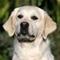 .¤*''*¤.Team retriever.¤*''*¤. .