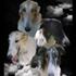 Birthe Borzoi .