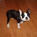 Hjælp ang. min lille 8 mrd Boston T.!!