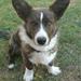 welsh Corgi Albert