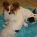 hundepension i nordjylland