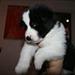 Min hund stikker af :S