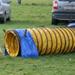 Agility træning Frederikshavn