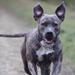 Engelsk Staffordshire Bull Terrier blå udlandet