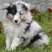 farver hos hund
