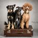 hunde stunt! 