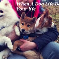• Yiozani • When A Dog Life Become Your Life •