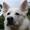Ejeren af en DEJLIG Alskan Malamute/Hvid schæfer H