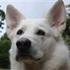 Ejeren af en DEJLIG Alskan Malamute/Hvid schæfer H