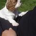 Cavalier King Charles, Silkeborg?