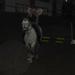 Jeres hunde