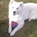 problemer med samojed