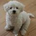 Min hund Lumi i Vi med Hund
