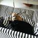 små-hunde-leg i Hadsund??? 