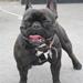 fransk bulldog - kamp / muskel hund.