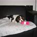 Cavalier king Charles og farver