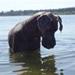 HUNDEPASSER SØGES - kender du nogen?