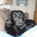 efterlysning sort labrador 