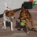 American Bully og American Bulldog ???