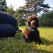 Orijen Puppy / afførings mængde