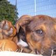 Den glade lille famile *