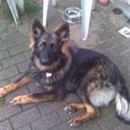 Linda modtager gerne udfordringer W