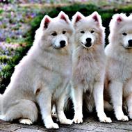 Stump - Kennel White Snow Star's