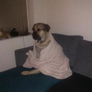 Nina og de skøre hunde .