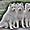 Stump - Kennel White Snow Star's