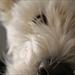 R.I.P. rose mijn skaath...<33