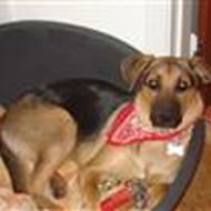 christine lindkær p