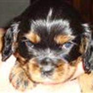 Phillip og Christinna S