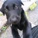 Problemer med parring (labrador)