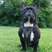 Fransk bulldog foder i Zoodom