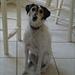 Foredrag: Ulvesprog & glade hunde, Slagelse 6/12