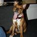 Wolfsblut puppy eller voksen?