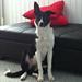 Renlighedsproblemer ved nr 2 hund 