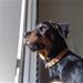 Hjælp til hundemad til min rottweiler