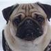 snottet hund