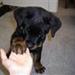rottweiler hvalp på 7måneder stjålet!!