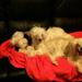 Chinese crested og barf