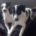 Advarsel mod at give hunde isterninger eller andet frossent 