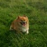 .•°°º•¤ Finni ¤•º°°• .