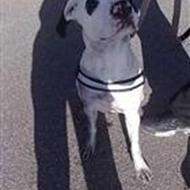 Kasper J *~Bevar muskelhunden under ansvar~* .