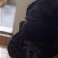 Emma N | Nous aimons notre bulldog français  !