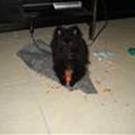 Tanja Og Den Bette Amigo .