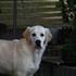 Louise - Golden Oggy .