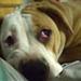 rottweiler/amstaff blanding
