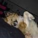 Min hund skal meget snart have hvalpe :D